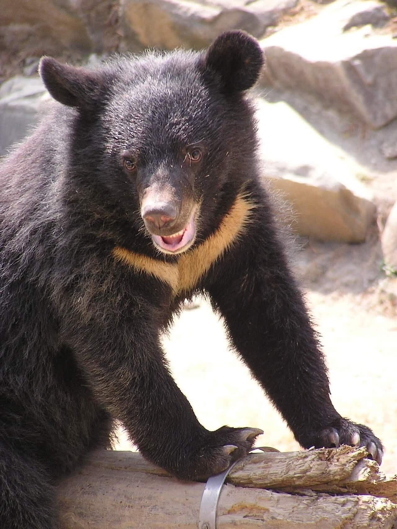 Formosan Black Bear