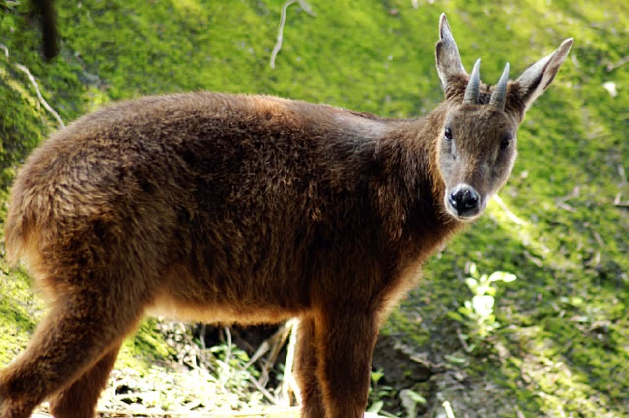Formosan Serow