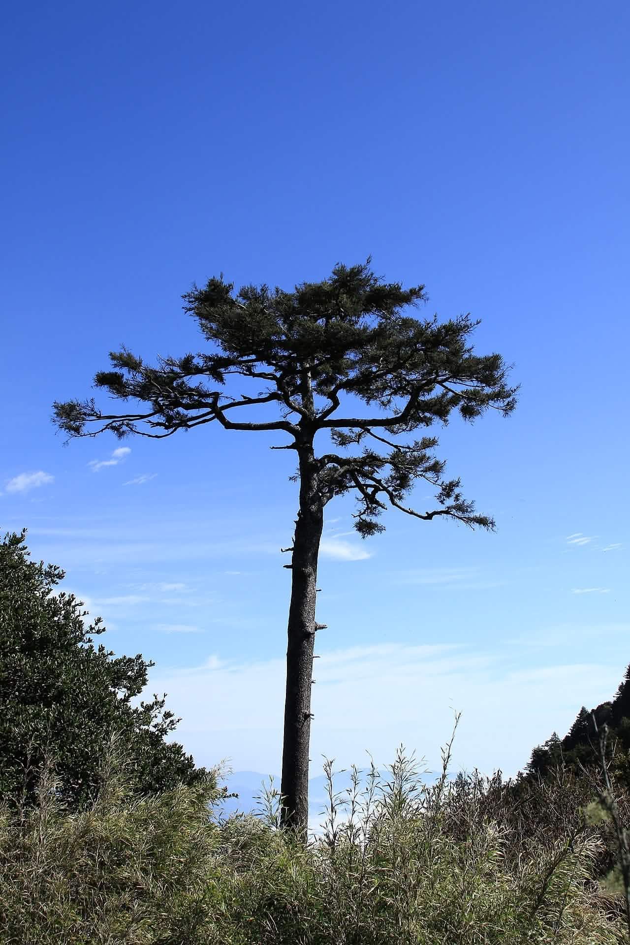 Taiwan Hemlock